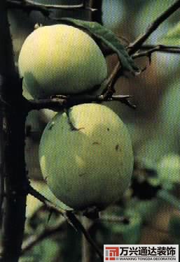 木瓜樹與風(fēng)水風(fēng)水學(xué)木瓜樹是兇木嗎