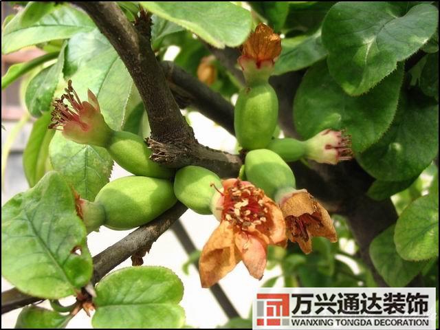 木瓜樹與風(fēng)水風(fēng)水學(xué)木瓜樹是兇木嗎