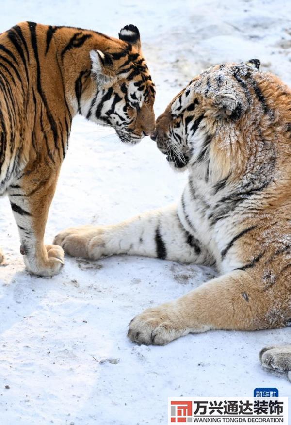 屬虎辦公室風(fēng)水裝修屬虎的辦公室掛什么好