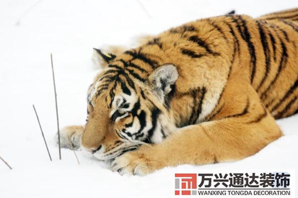 屬虎辦公室風(fēng)水裝修屬虎的辦公室掛什么好