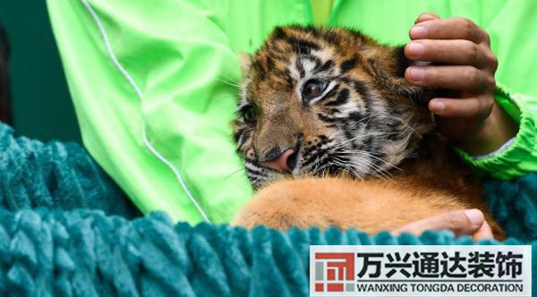 屬虎辦公室風(fēng)水裝修屬虎的辦公室掛什么好