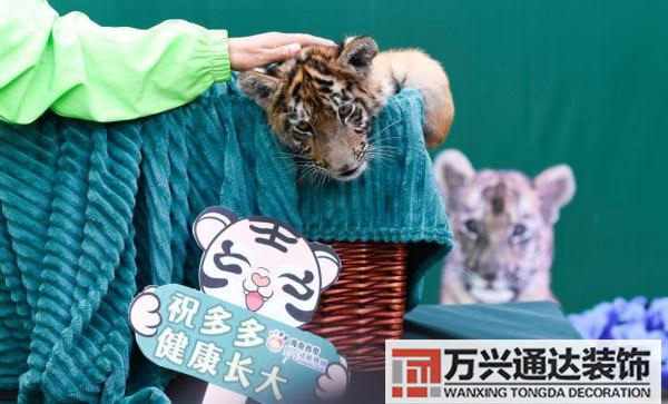 屬虎辦公室風(fēng)水裝修屬虎的辦公室掛什么好