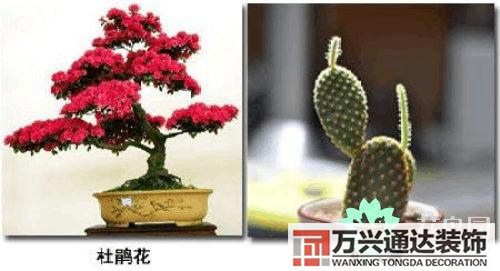 養(yǎng)花風水禁忌室內(nèi)養(yǎng)花與擺放風水禁忌