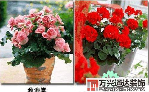 養(yǎng)花風水禁忌室內(nèi)養(yǎng)花與擺放風水禁忌