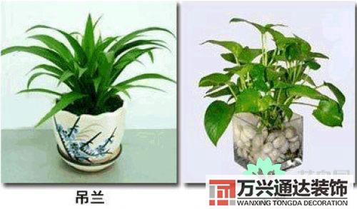 養(yǎng)花風水禁忌室內(nèi)養(yǎng)花與擺放風水禁忌