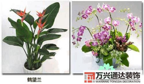 養(yǎng)花風水禁忌室內(nèi)養(yǎng)花與擺放風水禁忌