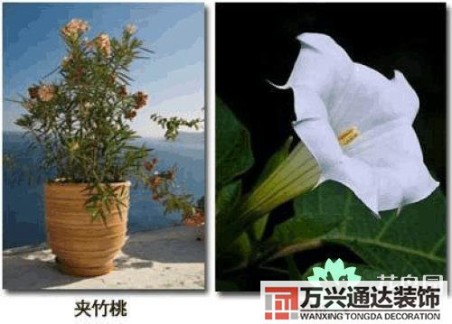 養(yǎng)花風水禁忌室內(nèi)養(yǎng)花與擺放風水禁忌