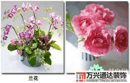 養(yǎng)花風水禁忌室內(nèi)養(yǎng)花與擺放風水禁忌