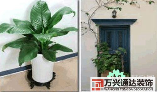 養(yǎng)花風水禁忌室內(nèi)養(yǎng)花與擺放風水禁忌