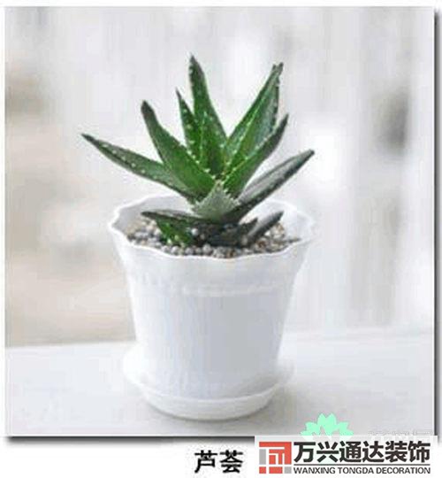 養(yǎng)花風水禁忌室內(nèi)養(yǎng)花與擺放風水禁忌