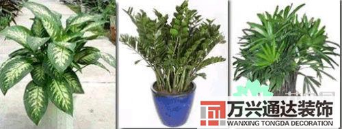 養(yǎng)花風水禁忌室內(nèi)養(yǎng)花與擺放風水禁忌