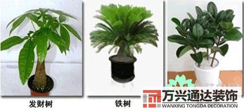 養(yǎng)花風水禁忌室內(nèi)養(yǎng)花與擺放風水禁忌