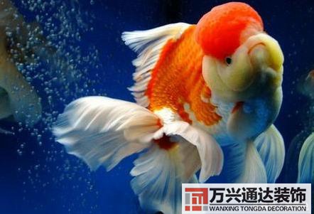 風(fēng)水魚(yú)搭配風(fēng)水魚(yú)搭配方案