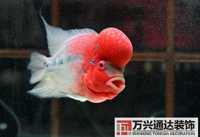 風(fēng)水魚(yú)搭配風(fēng)水魚(yú)搭配方案