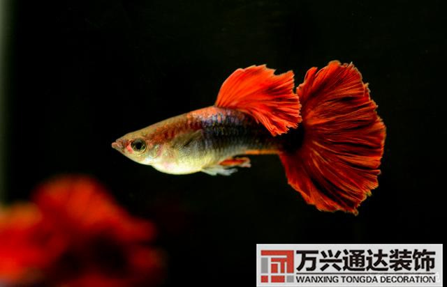 風(fēng)水魚(yú)搭配風(fēng)水魚(yú)搭配方案