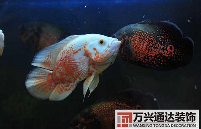 風(fēng)水魚(yú)搭配風(fēng)水魚(yú)搭配方案