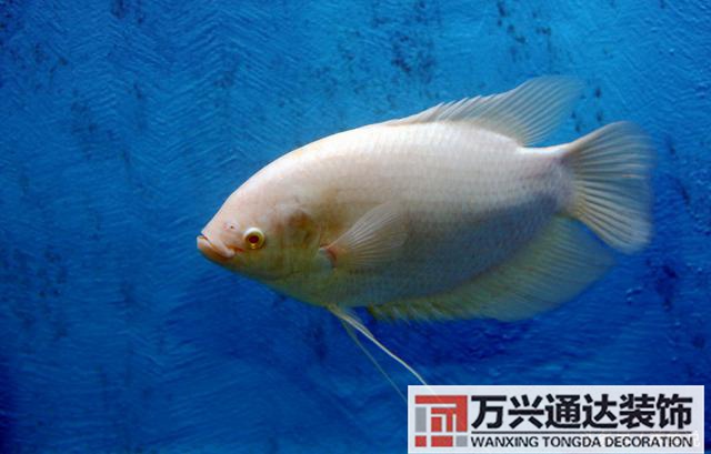 風(fēng)水魚(yú)搭配風(fēng)水魚(yú)搭配方案