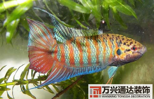 風(fēng)水魚(yú)搭配風(fēng)水魚(yú)搭配方案