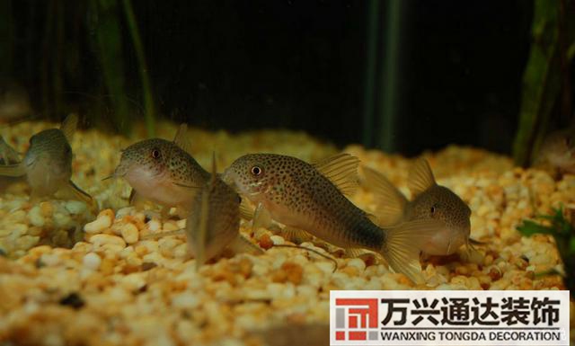 風(fēng)水魚(yú)搭配風(fēng)水魚(yú)搭配方案