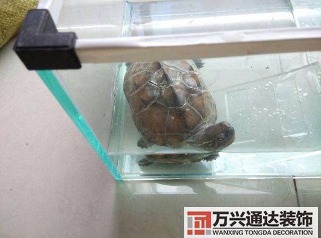 巴西龜風(fēng)水家里養(yǎng)巴西龜風(fēng)水說法