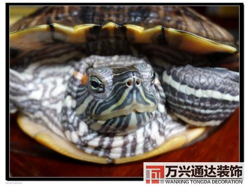 巴西龜風(fēng)水家里養(yǎng)巴西龜風(fēng)水說法