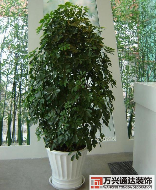 黑金剛的風水黑金剛的風水擺放位置