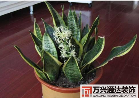 水仙花的風水家里養(yǎng)水仙花風水