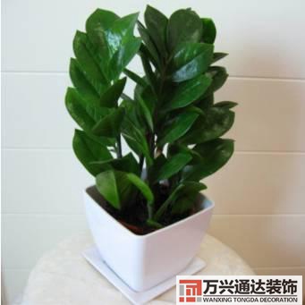 水仙花的風水家里養(yǎng)水仙花風水