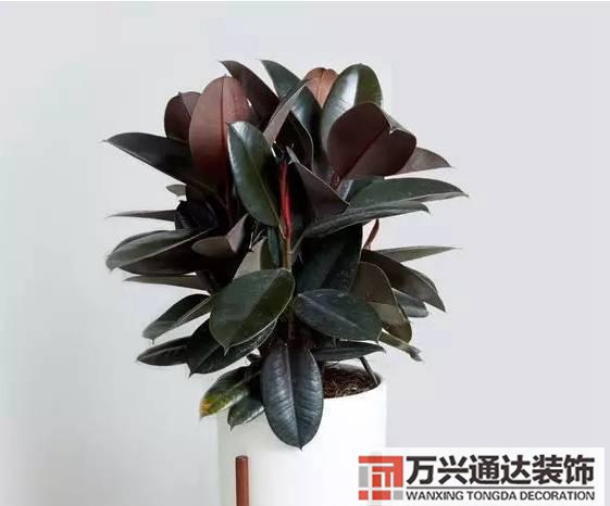 水仙花的風水家里養(yǎng)水仙花風水
