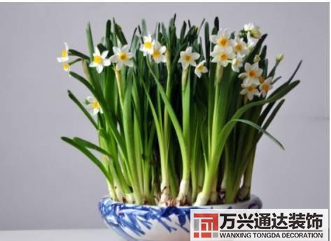 水仙花的風水家里養(yǎng)水仙花風水