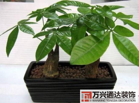 水仙花的風水家里養(yǎng)水仙花風水