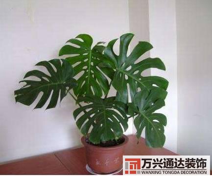 水仙花的風水家里養(yǎng)水仙花風水