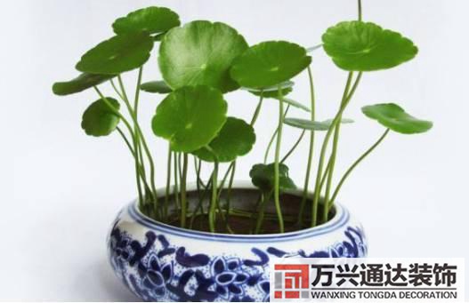 水仙花的風水家里養(yǎng)水仙花風水
