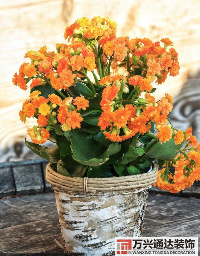 家風(fēng)水植物家種風(fēng)水植物