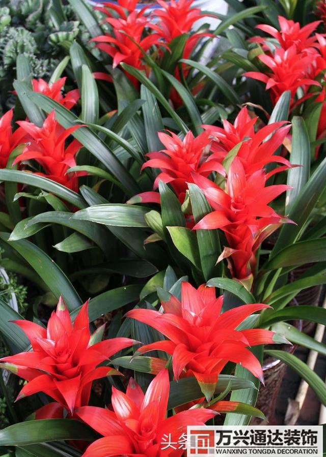 家風(fēng)水植物家種風(fēng)水植物