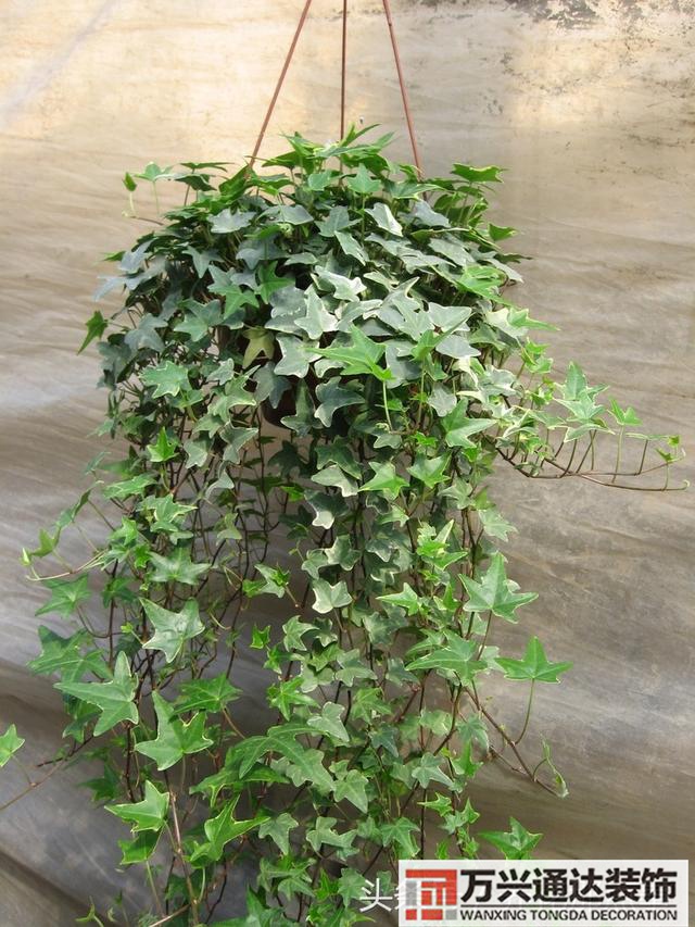 家風(fēng)水植物家種風(fēng)水植物