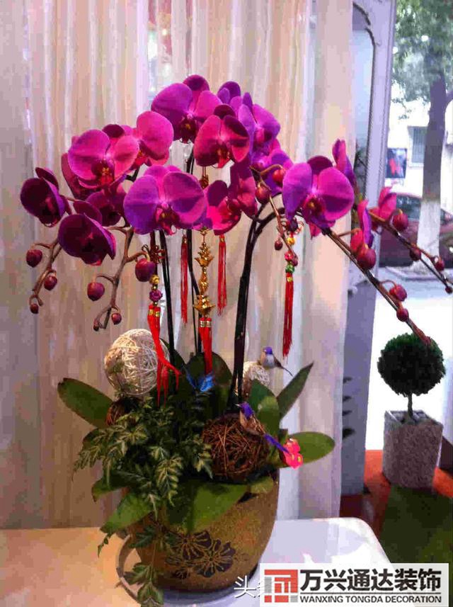 家風(fēng)水植物家種風(fēng)水植物