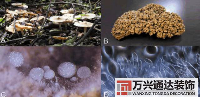 云南風(fēng)水寶地云南風(fēng)水寶地分享