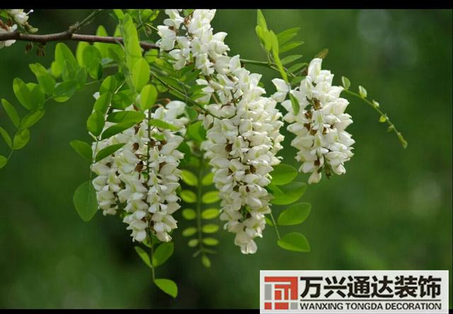 橘子樹(shù)風(fēng)水門(mén)口栽桔子樹(shù)風(fēng)水