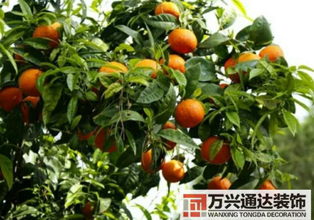 橘子樹(shù)風(fēng)水門(mén)口栽桔子樹(shù)風(fēng)水