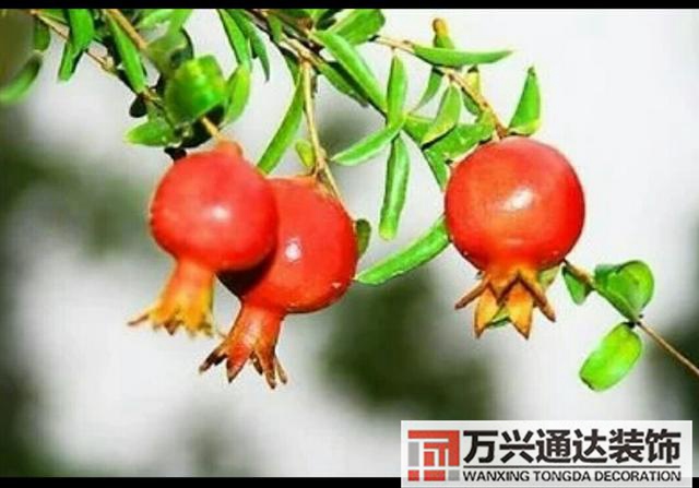 橘子樹(shù)風(fēng)水門(mén)口栽桔子樹(shù)風(fēng)水