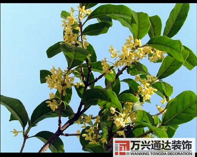 橘子樹(shù)風(fēng)水門(mén)口栽桔子樹(shù)風(fēng)水