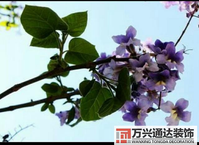 橘子樹(shù)風(fēng)水門(mén)口栽桔子樹(shù)風(fēng)水