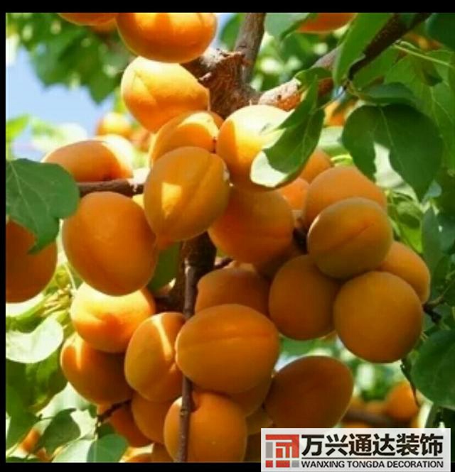 橘子樹(shù)風(fēng)水門(mén)口栽桔子樹(shù)風(fēng)水