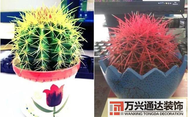 木槿樹風(fēng)水木槿花 風(fēng)水