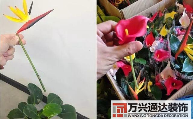 木槿樹風(fēng)水木槿花 風(fēng)水