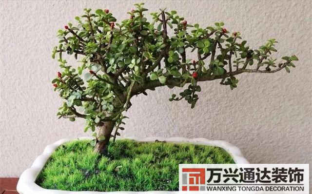 木槿樹風(fēng)水木槿花 風(fēng)水