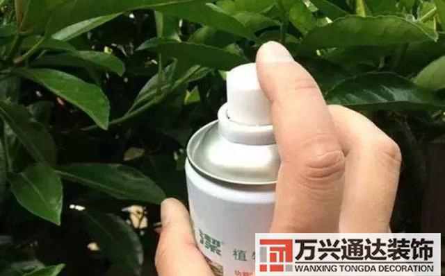 木槿樹風(fēng)水木槿花 風(fēng)水