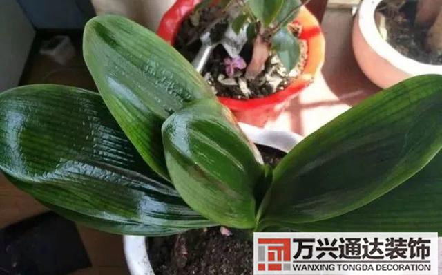 木槿樹風(fēng)水木槿花 風(fēng)水