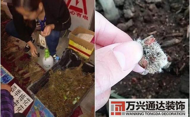 木槿樹風(fēng)水木槿花 風(fēng)水